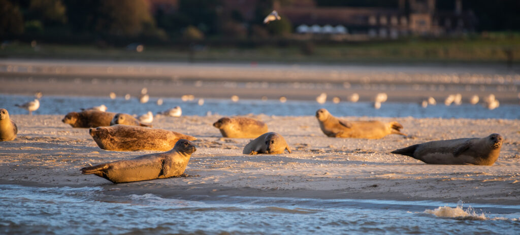 Phoques Baie de Somme